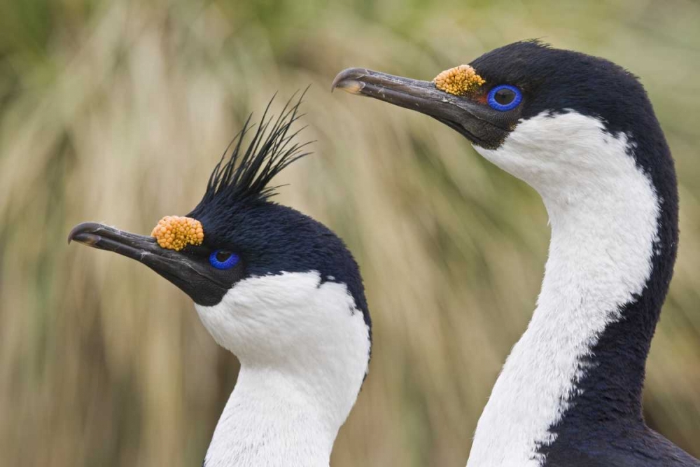 South Georgia Is Blue-eyed cormorants